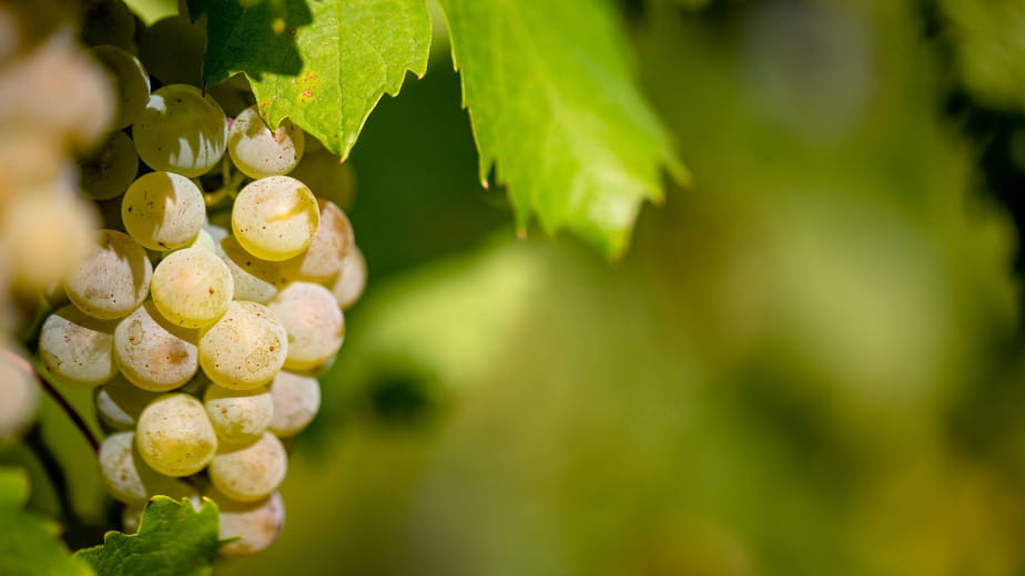 Randonnée en Segway et dégustation de vins de Savoie