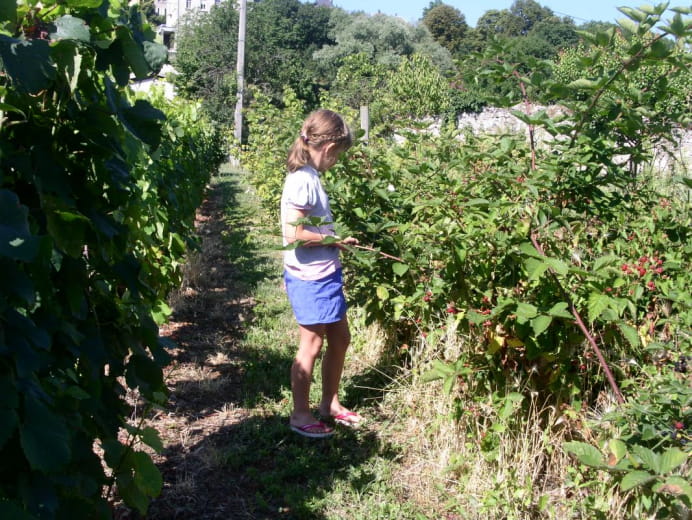 Cueillette de fruits rouges dans le jardin des senteurs.