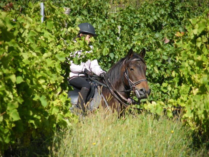 Balades à cheval - Le châlet des vignobles