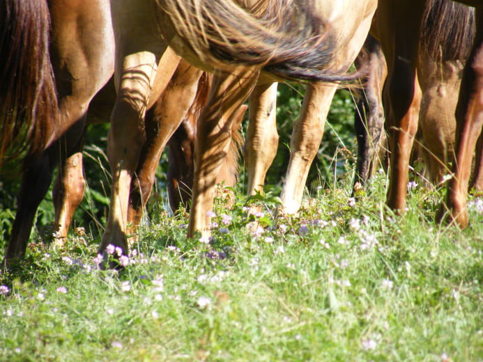 Balades à cheval - Le châlet des vignobles