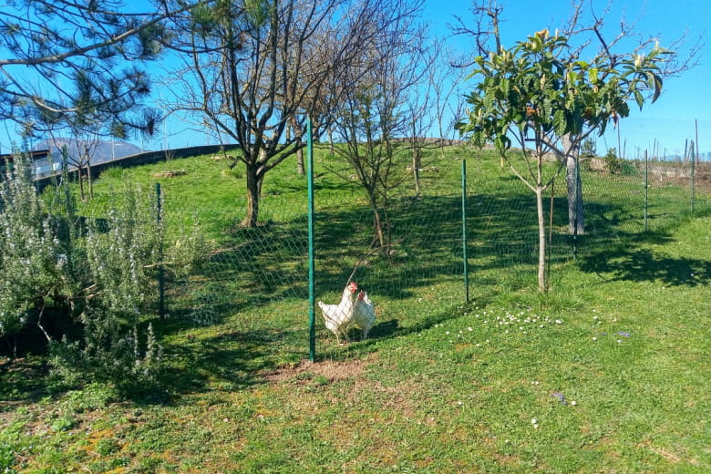 Le verger et les 2 poules