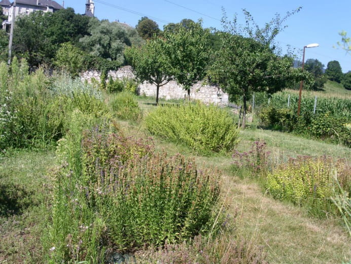 Le jardin des senteurs...Raisin, fruits rouges,plantes aromatiques et médicinales vous attendent...