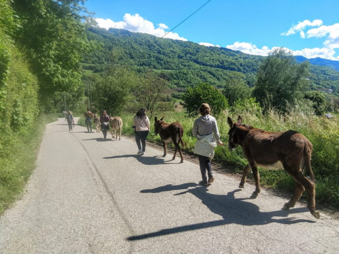 Balade avec les ânes